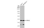 PP1 alpha Antibody in Western Blot (WB)