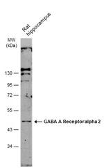 GABRA2 Antibody in Western Blot (WB)