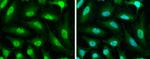 PP1 beta Antibody in Immunocytochemistry (ICC/IF)