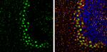 PP1 beta Antibody in Immunohistochemistry (Frozen) (IHC (F))