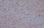 PP1 beta Antibody in Immunohistochemistry (Paraffin) (IHC (P))