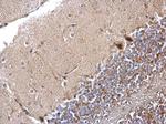 PP1 beta Antibody in Immunohistochemistry (Paraffin) (IHC (P))