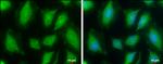 FDPS Antibody in Immunocytochemistry (ICC/IF)