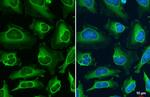 FDPS Antibody in Immunocytochemistry (ICC/IF)