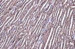 FDPS Antibody in Immunohistochemistry (Paraffin) (IHC (P))