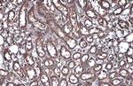 FDPS Antibody in Immunohistochemistry (Paraffin) (IHC (P))