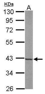 FDPS Antibody in Western Blot (WB)