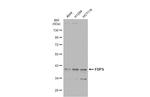 FDPS Antibody in Western Blot (WB)