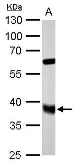 FDPS Antibody in Western Blot (WB)