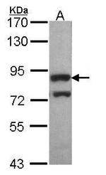 PWP2 Antibody in Western Blot (WB)