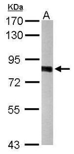 PWP2 Antibody in Western Blot (WB)