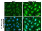 XPD Antibody in Immunocytochemistry (ICC/IF)