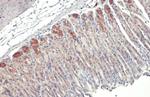 GSPT1 Antibody in Immunohistochemistry (Paraffin) (IHC (P))