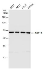 GSPT1 Antibody in Western Blot (WB)