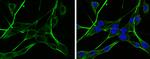 NAGLU Antibody in Immunocytochemistry (ICC/IF)