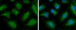 NAGLU Antibody in Immunocytochemistry (ICC/IF)