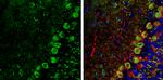 NAGLU Antibody in Immunohistochemistry (Frozen) (IHC (F))