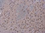 NAGLU Antibody in Immunohistochemistry (Paraffin) (IHC (P))