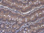 NAGLU Antibody in Immunohistochemistry (Paraffin) (IHC (P))