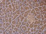 NAGLU Antibody in Immunohistochemistry (Paraffin) (IHC (P))