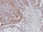 JNK2 Antibody in Immunohistochemistry (Paraffin) (IHC (P))