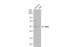 JNK2 Antibody in Western Blot (WB)