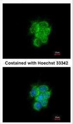 MIPEP Antibody in Immunocytochemistry (ICC/IF)