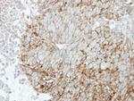 RRAS Antibody in Immunohistochemistry (Paraffin) (IHC (P))