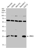 RRAS Antibody in Western Blot (WB)