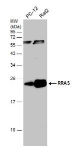 RRAS Antibody in Western Blot (WB)