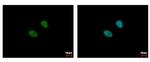 MSL3 Antibody in Immunocytochemistry (ICC/IF)