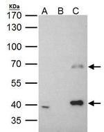 MSL3 Antibody in Immunoprecipitation (IP)