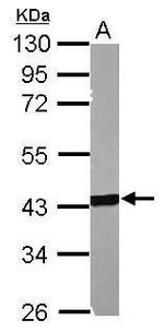 MSL3 Antibody in Western Blot (WB)