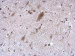 EEF1E1 Antibody in Immunohistochemistry (Paraffin) (IHC (P))