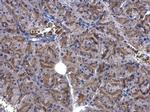 EEF1E1 Antibody in Immunohistochemistry (Paraffin) (IHC (P))