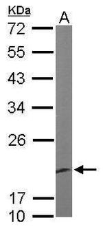 EEF1E1 Antibody in Western Blot (WB)