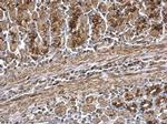 WNT7A Antibody in Immunohistochemistry (Paraffin) (IHC (P))