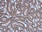 HAGH Antibody in Immunohistochemistry (Paraffin) (IHC (P))