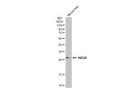 HAGH Antibody in Western Blot (WB)