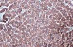 GluD1 Antibody in Immunohistochemistry (Paraffin) (IHC (P))