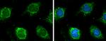 GluD1 Antibody in Immunocytochemistry (ICC/IF)