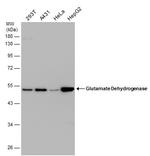 GluD1 Antibody in Western Blot (WB)