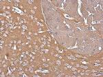 GNAZ Antibody in Immunohistochemistry (Paraffin) (IHC (P))