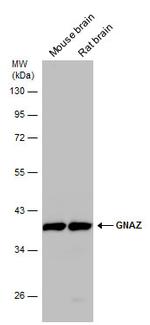 GNAZ Antibody in Western Blot (WB)