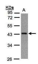 GNAZ Antibody in Western Blot (WB)