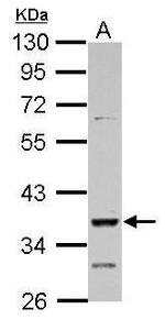 DMRT1 Antibody in Western Blot (WB)