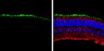 GNAT1 Antibody in Immunohistochemistry (Frozen) (IHC (F))