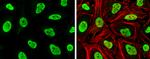 RAD21 Antibody in Immunocytochemistry (ICC/IF)