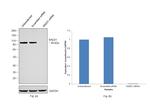 RAD21 Antibody