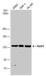 RAD21 Antibody in Western Blot (WB)